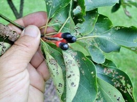 USA Seller 20 Sassafras Seeds Sassafras Albidum Free Shipping - $15.90