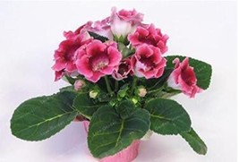 100Seeds Gloxinia Seed Perennials Rose Red Flowers Garden Fresh USA Store - $9.72