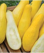 KS Straightneck Squash Yellow Squash Non Gmo Organic Planting 25 Seeds  - $9.36