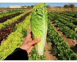 Parris Island Cos Romaine Lettuce Seeds 300 Seeds Heat Tolerant Veggies - $8.99