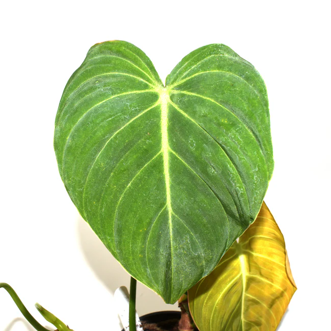 SYST Philodendron Glorious 3.5&quot; Pot Fast Shipping  - $150.44 CAD