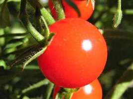 300 pcs Large Red Cherry Tomato Lycopersicon Lycopersicum Fruit Vegetable Seeds - £7.07 GBP