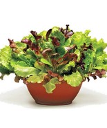 1 Oz Gourmet Leaf Lettuce Blend Seeds Organic Mixed Salad Greens 7 Varie... - $30.15 CAD