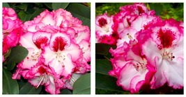 CHERRY CHEESECAKE~~Azalea Rhododendron Well Rooted STARTER Plant - £48.61 GBP