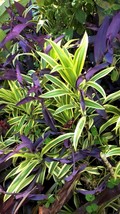 DRACAENA VARIEGATA  6&quot; ROOTED LIVE PLANT - £30.25 GBP