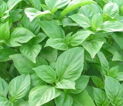 Big leaf green basil seed selling organic vegetable 50 seeds - $69.01 MXN