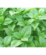 Big leaf green basil seed selling organic vegetable 50 seeds - $69.01 MXN