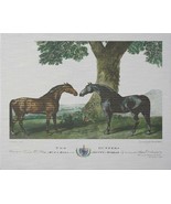 Wall Art Print Bay and Chestnut Horse 58x47 47x58 White - £565.58 GBP
