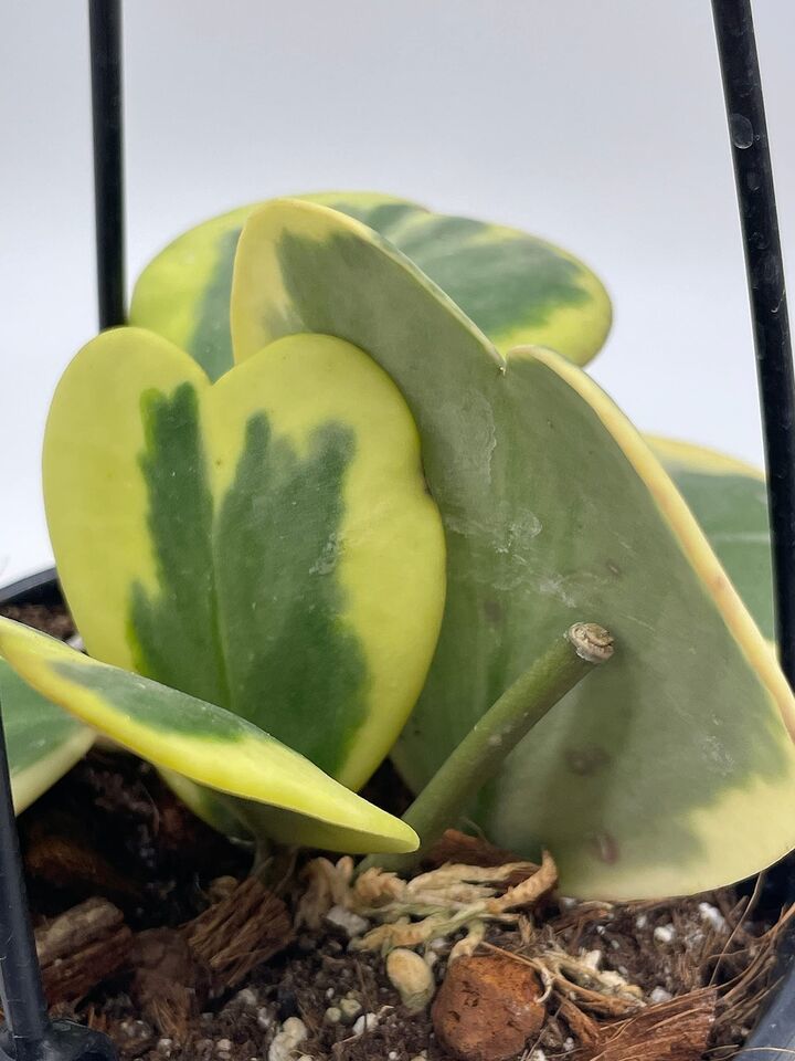 Variegated Hoya Kerrii Heart On The Vine, at Least 6 Hearts, Sweetheart Plant Item image 4