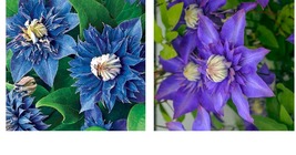 Double Blue Clematis 25 Seeds Bloom Flowers Perennial Flower Seed - £17.72 GBP