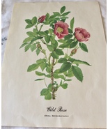 Vintage Floral Art Print of Wild Rose From The Series Wildflowers of Ame... - £9.53 GBP