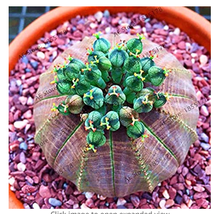 Euphorbia obesa Flower,100  pcs/Bag Real Mini Euphorbia obesa Flores Perennial P - £6.36 GBP
