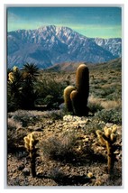 Cholla Cactus Southwestern Desert UNP Unused Chrome Postcard D21 - $1.93