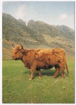 Postcard Highland Cow Scotland UK - £3.80 GBP