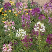 100 Spider Plant Flower Seeds Cleome Hassleriana USA Fast Shipping - £10.74 GBP