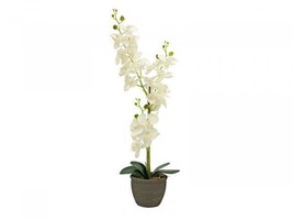 EUROPALMS Orchid, Artifical Plant, Cream, 80cm - £19.76 GBP