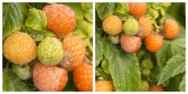 Fall Gold Raspberry Plant - $71.99