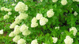 LIMELIGHT Hydrangea shrub PP#12874 image 2