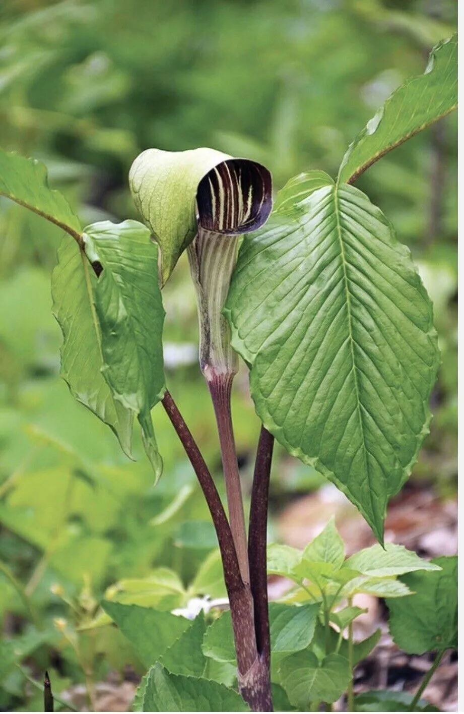 5 Jack-In-The-Pulpit bulbs Indian Turnip Plant Arisaema triphyllum Wildflower - $29.00