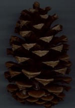 PONDEROSA PINE CONES - £4.77 GBP