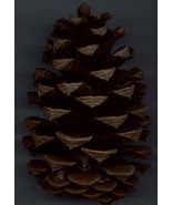 PONDEROSA PINE CONES - £4.79 GBP