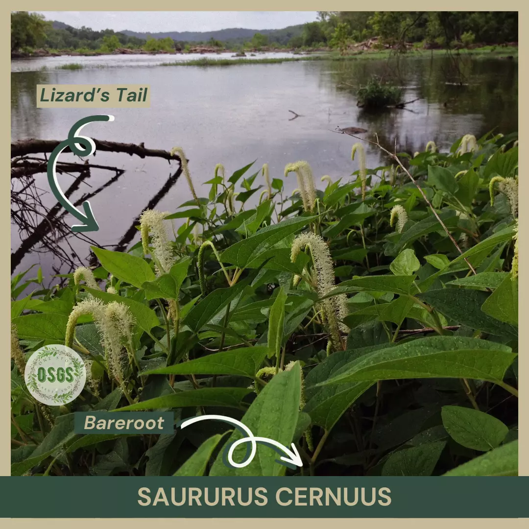 Bareroot Lizard’s Tail Saururus cernuus Live Plant Medicinal Native USA ... - £22.52 GBP