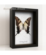 Swordtails Butterfly Eurytides Serville Papilionidae Taxidermy Framed Sh... - $78.77 CAD