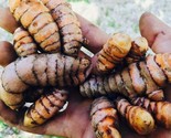 9 Piece Turmeric Bulb Fresh Harvest Home Grown Fast Shipping - $37.96