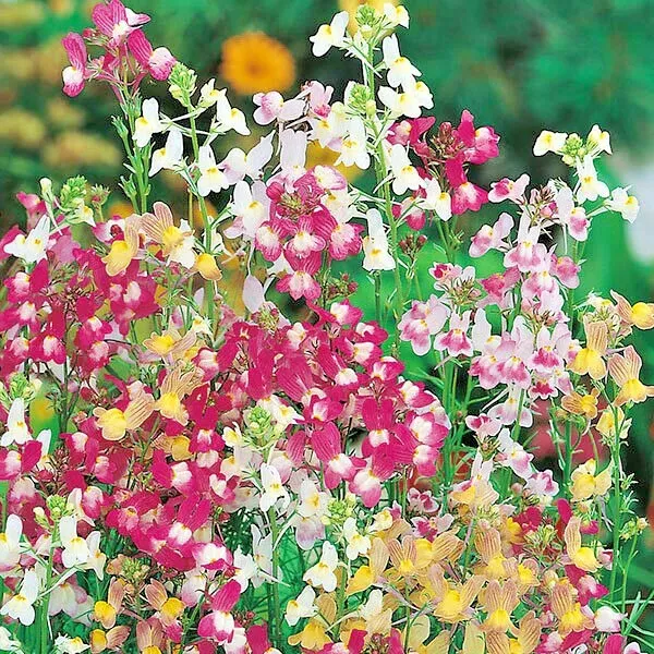 2000 DWARF SNAPDRAGON Mix Flower Seeds - £9.20 GBP