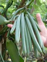 Rare Vanilla Live Plant (Vanilla Planifolia) Second Most Expensive Spice... - £17.28 GBP