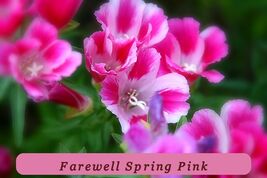 300 Seeds Farewell To Spring Pink Clarkia Flower Usa Tropical Charm - $38.73 MXN