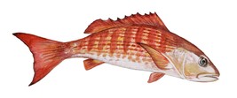 Mullet Snapper High Quality Decal Sticker Car Truck Wall Cup Cooler Tack... - $9.69 CAD+