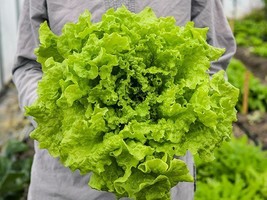 1000 Black Seeded Simpson Lettuce Seeds ~ 2024 ~ Heirloomseedguy ~  From US  - $8.35