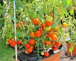 25 Seeds Patio Bush Tomato Seeds Organic Compact 36 Plant Vegetable Gard... - $8.99