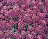 Alyssum Seeds 1500 Royal Carpet Purple Flower Garden Annual Bees Fast Sh... - $8.99