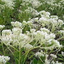 50 Great Indian Plantain Cacalia Muhlenbergii White Flower Seeds USA Shi... - $12.20