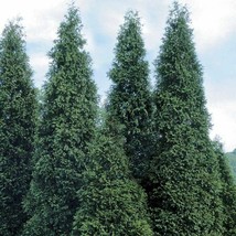 12-16&quot; Tall Live Plants, 2.5&quot; Pots 20 Thuja Green Giant Arborvitae Trees/Shrubs - £188.78 GBP