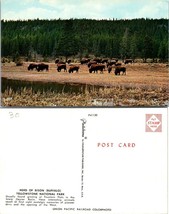 Wyoming(WY) Yellowstone National Park Herd of Bison Buffalo Grazing VTG Postcard - £7.36 GBP