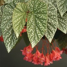 15 Seeds Begonia ?Snow Capped house plant  garden flowers easy to grow plant Fro - £7.92 GBP