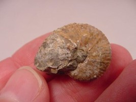 (F-422-Q) 5/8&quot; Ammonite fossil ammonites extinct marine molluscs shell specimen - £6.86 GBP