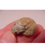 (F-422-Q) 5/8&quot; Ammonite fossil ammonites extinct marine molluscs shell s... - £6.71 GBP