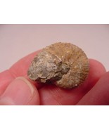 (F-422-Q) 5/8&quot; Ammonite fossil ammonites extinct marine molluscs shell s... - $8.59