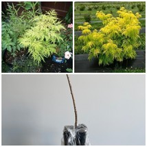 6-12&quot; Tall Live Plant Lemony Lace Elderberry Shrub/Bush 4&quot; Pot Sambucus - £55.28 GBP