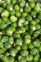 Sale 400 Seeds Catskill Brussel Sprout Sprouts Brassica Oleracea Vegetable USA - £7.74 GBP