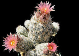 Escobaria sneedii @ cacti rare exotic cactus collection collector seed 100 SEEDS - £15.12 GBP
