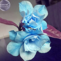 BELLFARM Adenium Sky Blue Petal Flower - £8.63 GBP