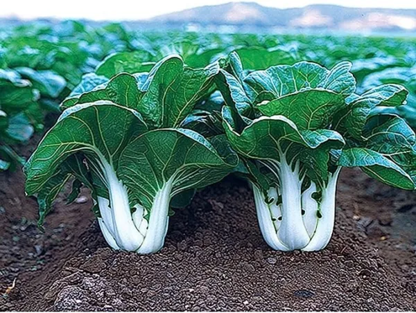 Fresh Joi Choi F1 Hybrid Pak Choi Chinese Cabbage Seeds (100 Seeds) Garden - £15.62 GBP