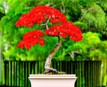 Red Flame Tree Delonix Regia Bonsai Favorite 5 Seeds - $8.99