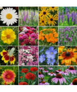 VC 1000 Seeds Wildflower Mix All Perennial Heirloom Flowers Fast Shippin... - $9.20