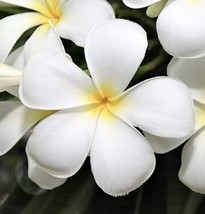  White Yellow Hawaiian Plumeria Franjipani 8”-12&quot; Cutting + Angel Trumpet - £13.15 GBP
